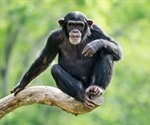 Chimpanzee Naive Stem Cells Reveal Evolutionary Clues to Human Development