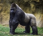 Tropical, Mediterranean animals are most sensitive to land-use and climate change