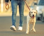 Access to nature increases people's physical activity and their overall health
