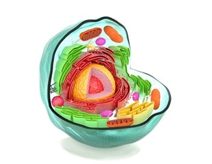 Enhanced Stem Cell Sorting Method Boosts Cultured Meat Potential