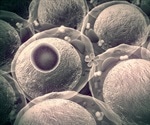 Research offers alternative cell option for organs-on-chips