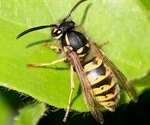 Fruit Flies Evolve New Defense Through Gene Transfer