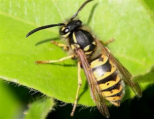 Fruit Flies Evolve New Defense Through Gene Transfer