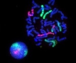 How do Epifluorescence Microscopes Work?