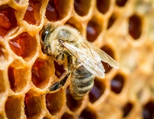 Honeybees Contribute to Bumble Bee Virus Prevalence