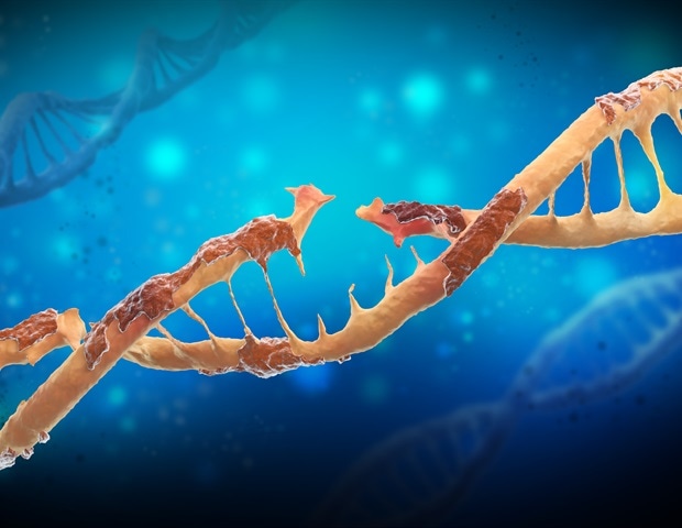 Researchers Analyze Somatic DNA Integrity across Complex Longevity Pathways