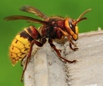 Three active compounds identified in giant hornet queen sex pheromones