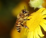 Honeybees Contribute to Bumble Bee Virus Prevalence