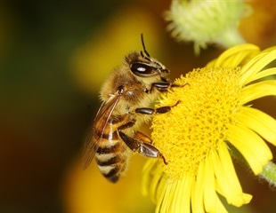 Honeybees Contribute to Bumble Bee Virus Prevalence