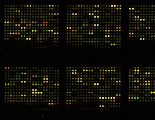 Novel Microfluidic Device for Rapid Plant Stress Diagnosis via miRNA Detection