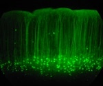 Researchers present holographic Raman microscopy for biological sensing applications