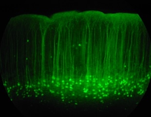 Comprehensive Guide Sets New Standards for Plant Fluorescence Imaging