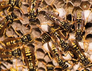 Fruit Flies Evolve New Defense Through Gene Transfer