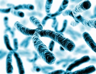 Study Uncovers Link Between Genetic Variants and Mosaic Loss of X Chromosome in Aging Women