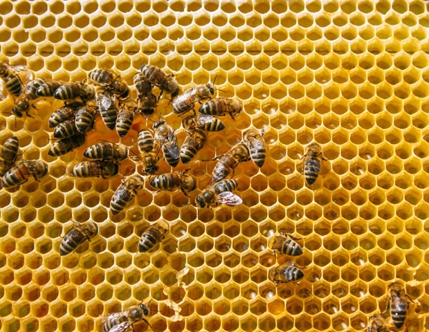 Bumble Bee Queens Coordinate Communication Chemicals Across Multiple Body Glands
