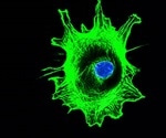 Visualizing the 3D Architecture of Tissues