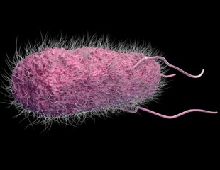Study Reveals Microbes’ Dual Role in Carbon Cycle of Amazon Peatlands