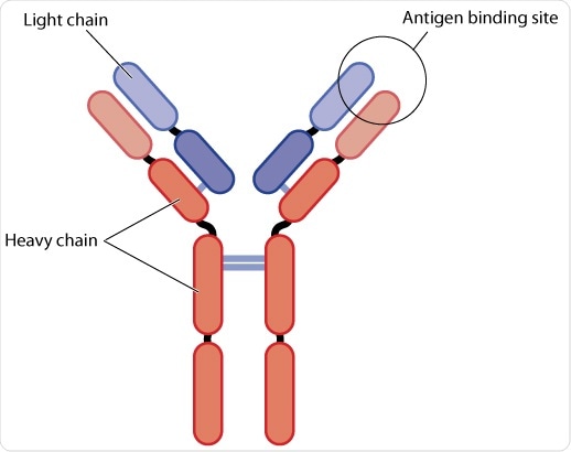 Structure of an antibody, showing the light and heavy chains. The antigen binding site is also highlighted. By Blamb Structure of an antibody, showing the light and heavy chains. The antigen binding site is also highlighted. By Blamb