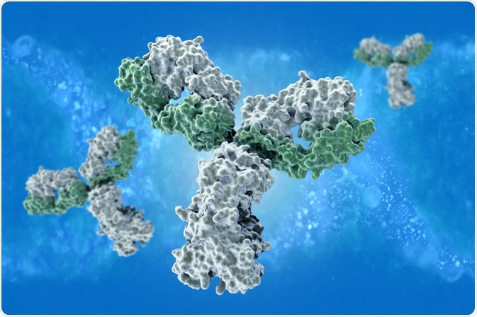 an antibody with parotope ends an antibody with parotope ends