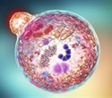 Study shows how cells respond to nutrient deprivation