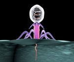 Phages Form Unique 3D Shapes, Boosting Disease Detection