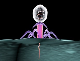 Phage Engineering: Characterizing Bacteriophages for Medical and Agricultural Applications