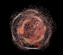 New Tool Directly Transfers Cytoplasm and Organelles Between Living Cells