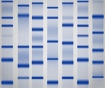 New RNA Extraction Approaches Overcome Agarose Barriers in Lung Slices