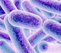 Discovery Reveals How Microbes Evolve Rapidly Inside the Human Gut