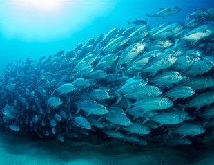 Flipped DNA Segments Help Fish Rapidly Evolve into New Species