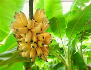 Study Identifies Key Yield Traits in Complex Banana Genome