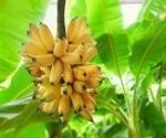 Study Identifies Key Yield Traits in Complex Banana Genome
