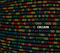 Molecular Innovation Behind the Origin of Type V CRISPR-Cas Systems