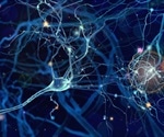 Space Experiment Reveals Surprising Brain Cell Behavior