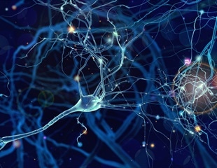 New Technique Reveals Synaptic Vesicle Dynamics in Living Brain Tissue