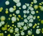 Infant Gut Bacteria Linked to Long-Term Viral Immunity