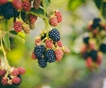 NC State Researchers Develop New Method to Produce Seedless Plants