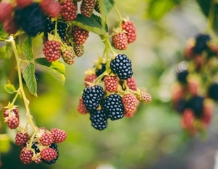 NC State Researchers Develop New Method to Produce Seedless Plants