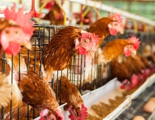Human H5N1 Bird Flu More Virulent in Mice Than Bovine Strain