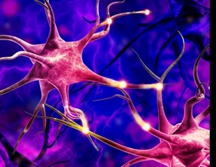 New Technique Reveals Synaptic Vesicle Dynamics in Living Brain Tissue