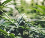 Exploring how smoking cannabis alters the oral microbiome and its impact on the brain