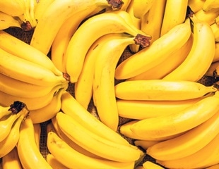 Study Identifies Key Yield Traits in Complex Banana Genome