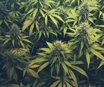 High Potency Cannabis Leaves Unique DNA Signature, Study Shows