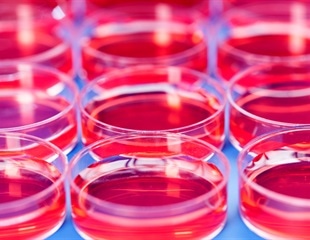 Parents transmit genetic and epigenetic information to their offspring