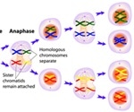 What are the differences between Stem Cells and Somatic Cells?