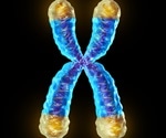 Telomere Shortening and Stress
