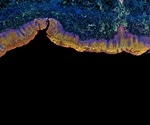 New Technique Enhances Three Dimensional Immunolabeling in Thick Tissues
