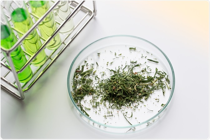 Cannabis in a petri dish to be tested in a laboratory - a photo by Rattiya Thongdumhyu