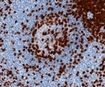 New Technique Enhances Three Dimensional Immunolabeling in Thick Tissues