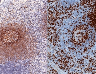 New Technique Enhances Three Dimensional Immunolabeling in Thick Tissues